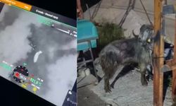 Osmaniye’de dronla kayıp kurbanlık operasyonu!