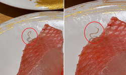 Restoranda Gıda Skandalı! Tabakta Hareket Eden Canlı Çıktı