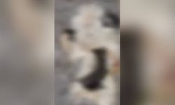 Sitede 4 yavru kedi parçalanarak öldürüldü iddiası