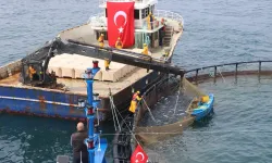 Türk somonunda rekor üretim! 75 bin tonla dünyaya açıldık