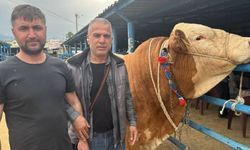 "Bayram" görücüye çıktı: 1 ton 200 kilogram