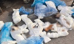33 kedi çöpte bulunmuştu: Kedi vahş*tinde yeni gelişme