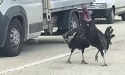 Yol ortasında kavga eden hindiler trafiği durdurdu