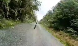 3 yaşındaki kayıp çocuk ormanda böyle bulundu!