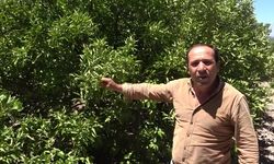 Adana'da çiftçinin su isyanı limon ağaçları kuruyor