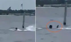 Denize Giren Adam Köpekbalığı Tarafından Saldırıya Uğradı