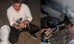 Evden Çıkan 2 Yılanı Koluna Dolayarak Yakaladı