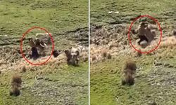 Hayvanlarını otlatan çocuk, köpeklerin saldırısına uğradı