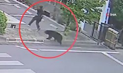 Japonya'da korkunç ayı saldırısı 4 kişi yaralandı