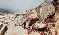 Kahramanmaraş Uludaz Tepesi’nde görsel şölen; milyonlarca uğur böceği uyandı