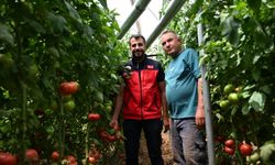 Kahramanmaraş'ta 100 dekar serada yeni nesil tarım dönemi