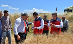 Kahramanmaraş’ta buğday hasadı mesaisi başladı