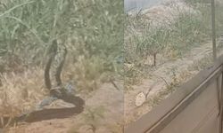 Kahramanmaraş’ta Çiftleşen Yılanlar Görüntülendi