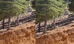 Kahramanmaraş'ta dağ keçileri artık daha sık görüntüleniyor