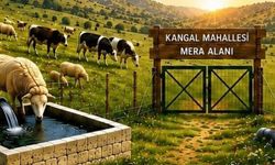 Kahramanmaraş’ta hayvancılığa büyük destek! 708 dekar alan yenilendi