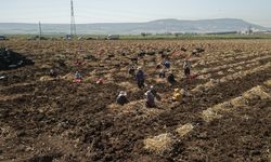 Kahramanmaraş’ta Kadınlar Güneşin Altında Geçim Savaşı Veriyor