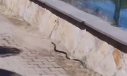 Kahramanmaraş'ta mesire alanında yılan paniği