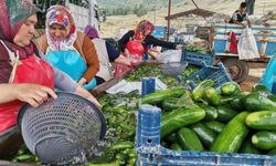 Kahramanmaraş'ta salatalık hasadı; tarlalar bereket saçıyor