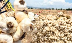 Kahramanmaraş'ta sarımsak bereketi; tarlalar üreticinin yüzünü güldürdü