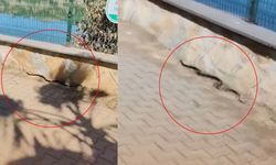 Kahramanmaraş’ta yılan paniği! Menzelet ve Hasankendi’de peş peşe görüldüler