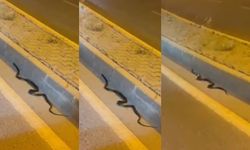 Kahramanmaraş’ta Yılanlar Şehre İndi!
