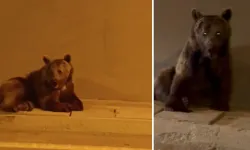 Otomobilin Çarptığı Bozayı Kaçarken Çaya Düştü