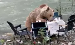 Piknik masasına gelen ayı kamerada