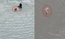 Su Yüzeyindeki “Ces*t” Manken Çıktı