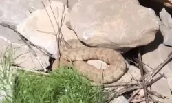 Türkiye’nin En Zehirli Türlerinden Biri Görüntülendi