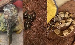 Evden çıkanlar şoke etti: Savan varanı, tarantula, yılan, akrep, iguana ve...