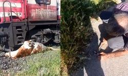 Yük Treni İneğe Çarptı: Raylar Arasında Kaldı