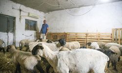 Besici sıcaktan etkilenen koyunlarını klimalı ahırda serinletiyor