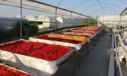 Kahramanmaraş usulü biber salçası nasıl yapılır?
