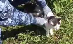 Cezaevine Uyuştur*cu Taşıyan Kedi Yakalandı
