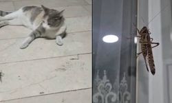 Dev çekirge hareketliliği: Birçok yerde görüntülendi