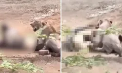 Dişi Aslan Çobanı Böyle Parçaladı