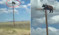 Elektrik Direğine Tırmanan Ayı Akıma Kapılarak Can Verdi
