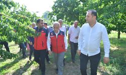 Andırın’da kiraz hasadı başladı! Dünya pazarına açılıyor
