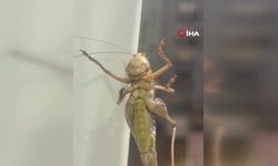 İstanbul’da evlere giren dev çekirgeler paniğe neden oldu
