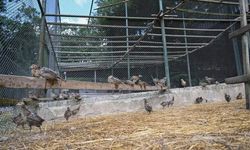 Kahramanmaraş’ın yeni doğal muhafızları geliyor!