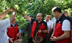 Kahramanmaraş'ta 1600 metre rakımda yetişen Çığşar kirazı, Avrupa pazarına ihraç ediliyor