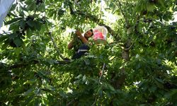 Kahramanmaraş'ta 60 Yıllık Başarı Hikâyesi! Çığşar Kirazı Avrupa'ya İhraç Ediliyor