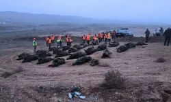 Kahramanmaraş'ta 8 Bin Yaban Domuzu Avlandı! Mücadele Bu Yıl da Sürüyor