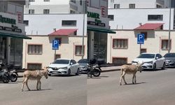 Kahramanmaraş'ta ana yola çıkan başıboş eşek trafiği felç etti
