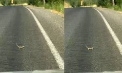 Kahramanmaraş'ta Bukalemuna Yol Veren Sürücü Gülümsetti! O Anlar Kamerada