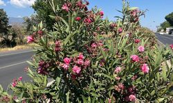 Kahramanmaraş'ta da Park ve Yol Kenarlarında Yetişiyor: Sakın Yemeyin!