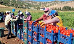 Kahramanmaraş’ta köy domatesi ve salkım domates fiyatları