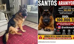 Kayıp olan köpek 'Santos'u bulana 100 bin lira ödül