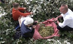 Kilosu 3 bin lira: Ağaçlara tırmanıp toplanıyor