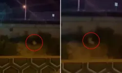 Kimseye aldırmadan yol kenarında cins*l ilişkiye girdiler